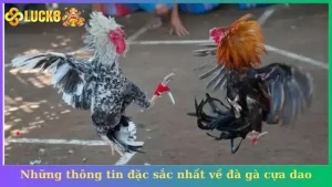 Những thông tin đặc sắc nhất về đà gà cựa dao nhà cái Luck8