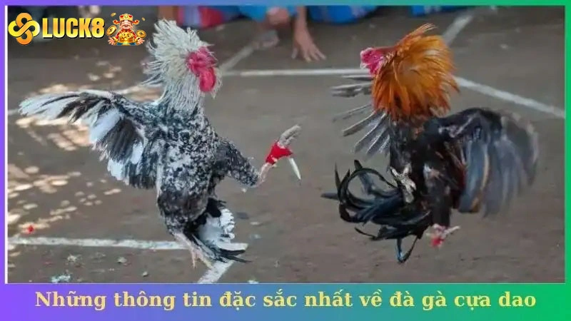 Những thông tin đặc sắc nhất về đà gà cựa dao nhà cái Luck8