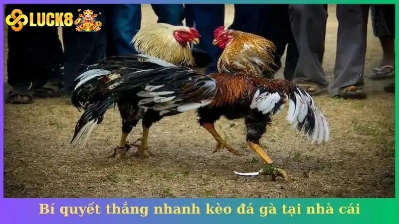 Bí quyết thắng nhanh kèo đá gà tại nhà cái
