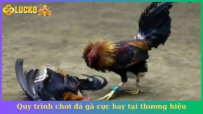 Quy trình chơi đá gà cực hay tại thương hiệu