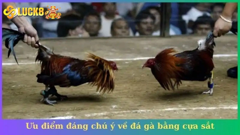 Ưu điểm đáng chú ý về đá gà bằng cựa sắt