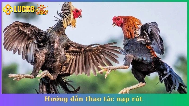 Những bộ môn đá gà hàng đầu tại Luck8