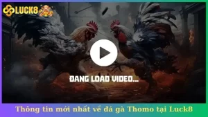 Thông tin mới nhất về đá gà Thomo tại Luck8