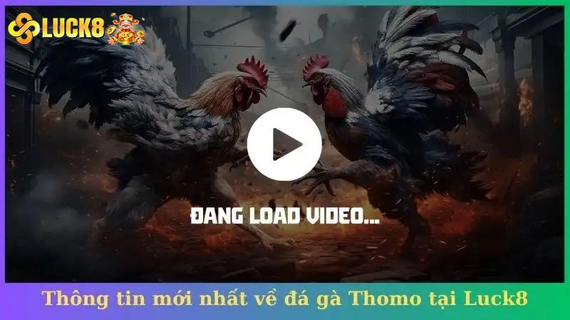 Thông tin mới nhất về đá gà Thomo tại Luck8