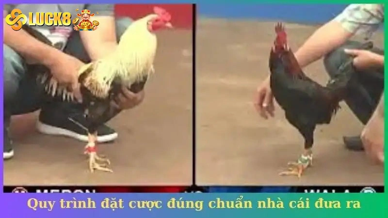Quy trình đặt cược đúng chuẩn nhà cái đưa ra