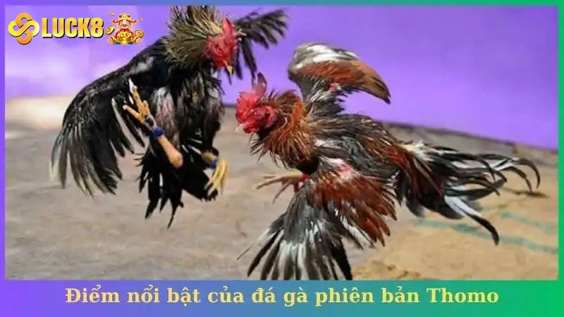 Điểm nổi bật của đá gà phiên bản Thomo