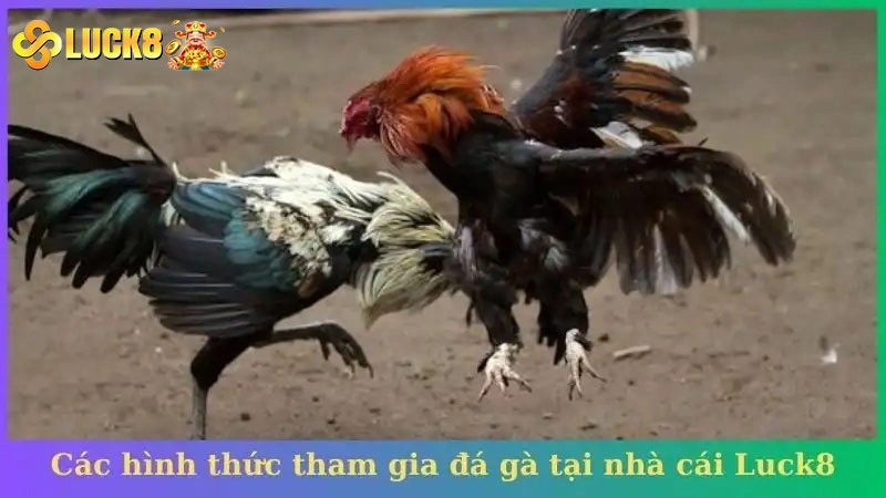 Các hình thức tham gia đá gà tại nhà cái Luck8