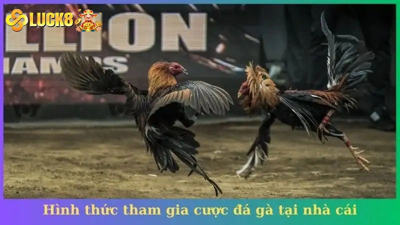 Hình thức tham gia cược đá gà tại nhà cái