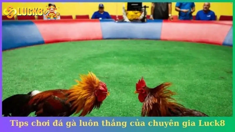 Tips chơi đá gà luôn thắng của chuyên gia Luck8